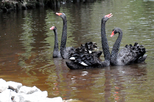 Black Australian Swans